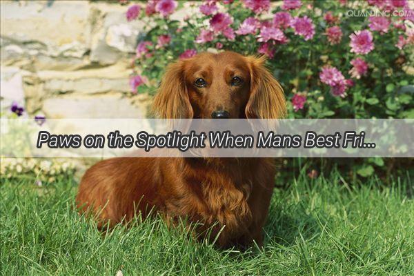 Paws on the Spotlight When Mans Best Friend Steals the Show in Photo Ops